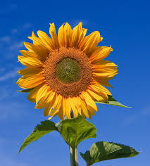 Sunkissed Handtied Sunflowers